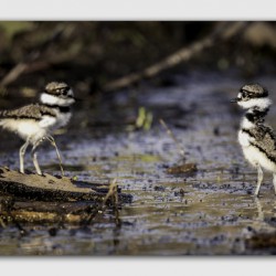Baby Killdeers in the Wetlands