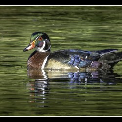 Wood Duck Portrait