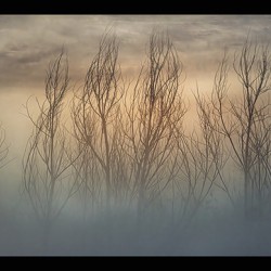 Moody Morning Backlight