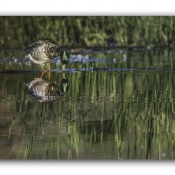 Sipping Mallard Drake