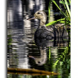 Gadwall in the Reeds
