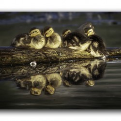 Sleepy Ducklings
