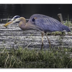 Snacking Great Blue