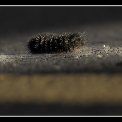 Catepillar Crossing