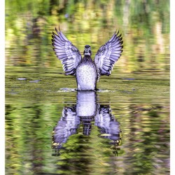 Wood Duck Hen Spread