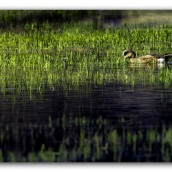 Early Morning Wigeon