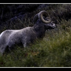 Big Horn 1