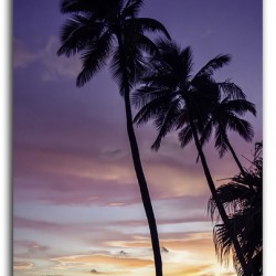 Palm Sunset