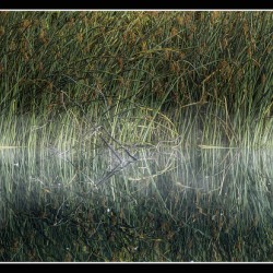 Foggy Morning Reflection