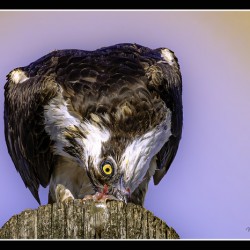 Snacking Osprey