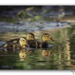Sibling Ducklings