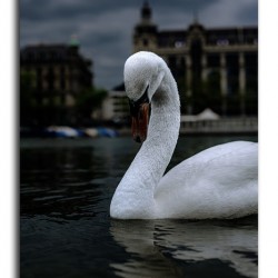Coy Swiss Swan