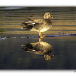 The Golden Gadwall