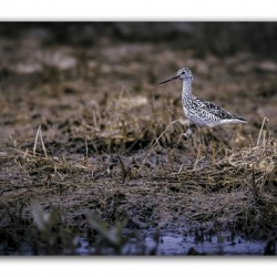 Greater Yellow Leg 1