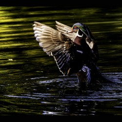 Morning Wood Duck