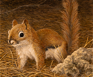 eastern pine squirrel mixed media 12x10