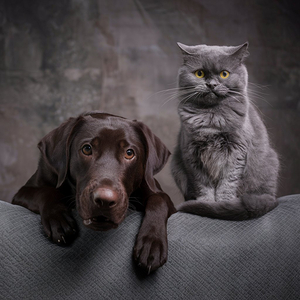 un labrador retriever chocolat un chien gourmand