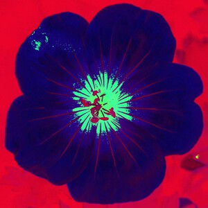 Blue Petl G