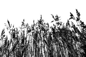 Dunestem 3