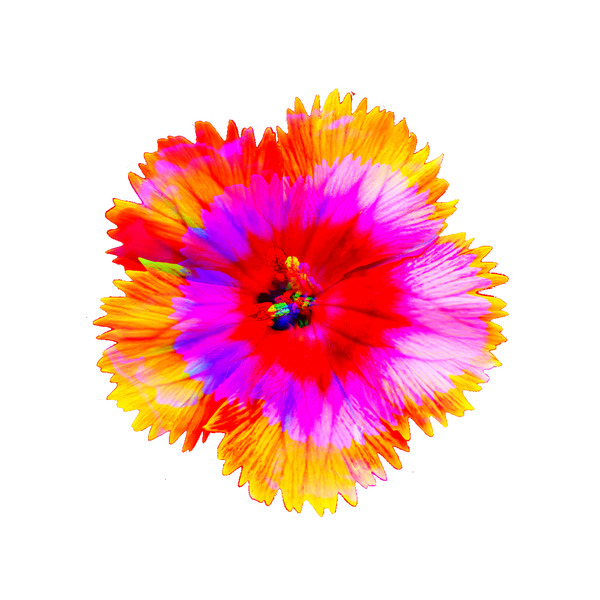Confetti 4.v1 Print