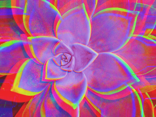Geo Succulent2 Print