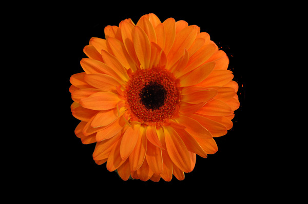 Orangebom 1 Print