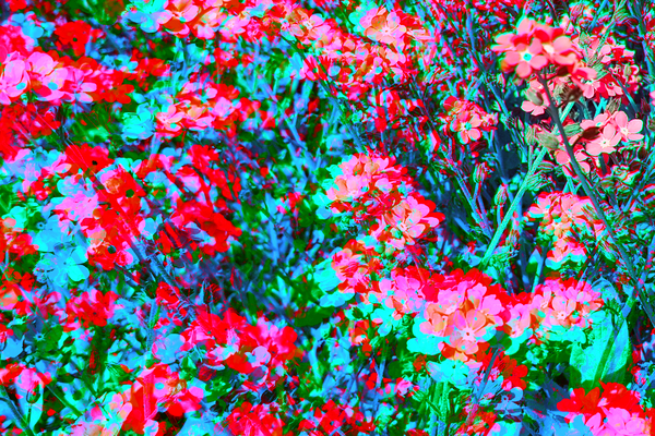 Wildflower 1 Print