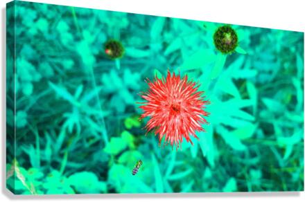 Hover 1 Canvas Print
