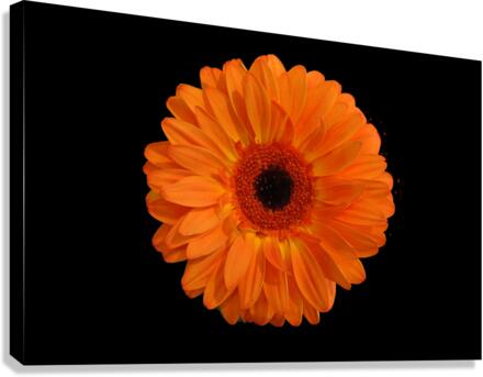 Orangebom 1 Canvas Print