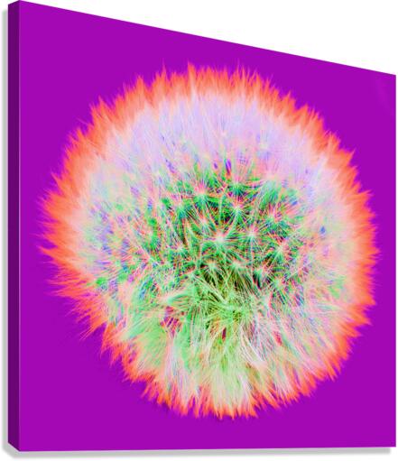 Dandy 3G Canvas Print