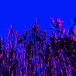 Dunestem 4