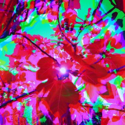 Figrow 1