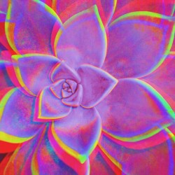 Geo Succulent2