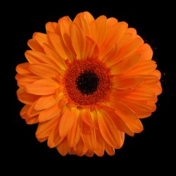 Orangebom 1
