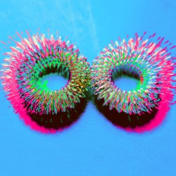 Sprung4