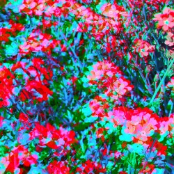 Wildflower 1