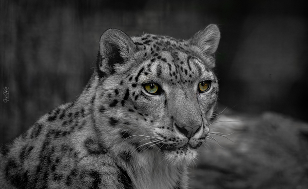 JJKL2204 Snow Leopard colorpop by Yahkeh