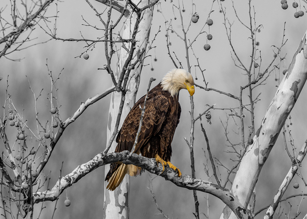 JJKL0699 Pensive Bald Eagle parent by Yahkeh