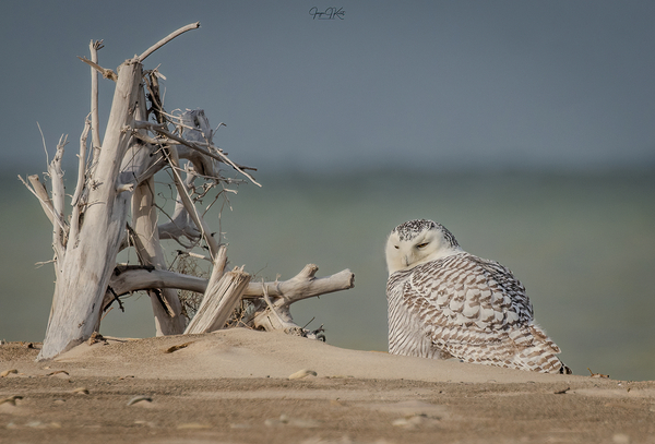 JJKL1968 Snowy Owl on Lake Erie beach by Yahkeh