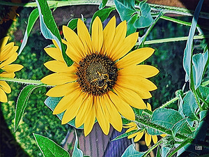 BEEtiful RezN888 Holt