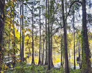 SECRET PLACE - THRU THE TREES_Holt_RezN888