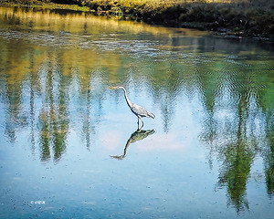 FOREST POND REFELECTIONS  Holt RezN888