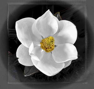 Magnolia Charm__Holt RezN888