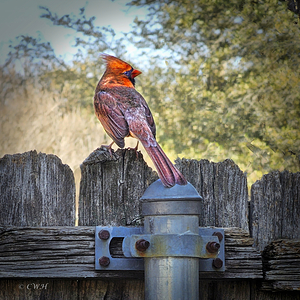 Cardinal Spring_Holt_RezN888