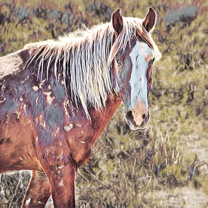 WARHORSE_Holt_RezN888