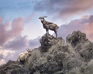 Goats of KONA Holt __RezN888