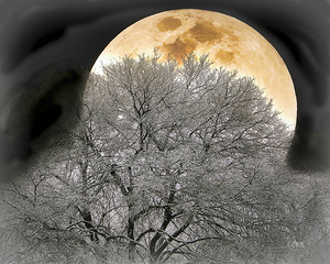 OAK MOON Holt RezN888