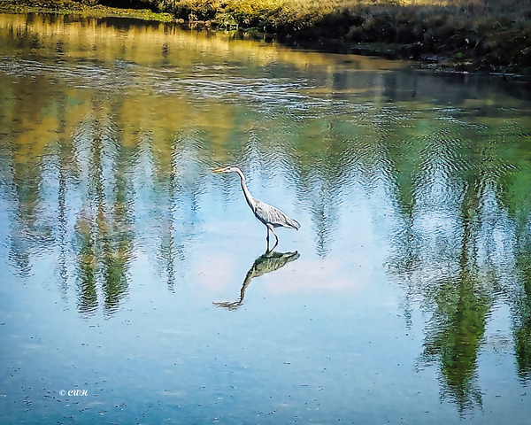 FOREST POND REFELECTIONS  Holt RezN888  Print