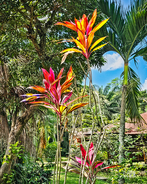 Color Reaching for Sky_HOLT_RezN888 by Charles Holt  RezN888