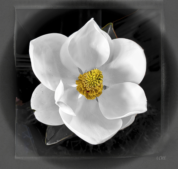 Magnolia Charm__Holt RezN888 by Charles Holt  RezN888